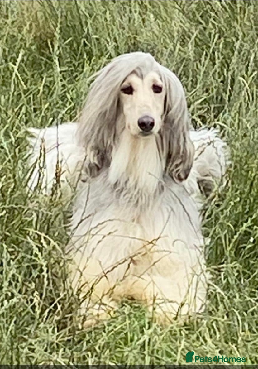 Afghan Hound dogs for sale: Beautiful female domino puppy  - Advert 2