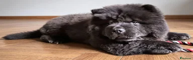 Rufus