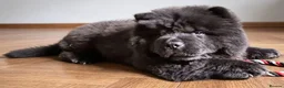Chow Chow dogs for sale: Black male chow chow puppy Rufus. KC registered - Advert 3