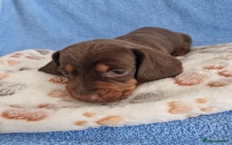 Dachshund dogs for sale: dachshund puppies  - Image 7