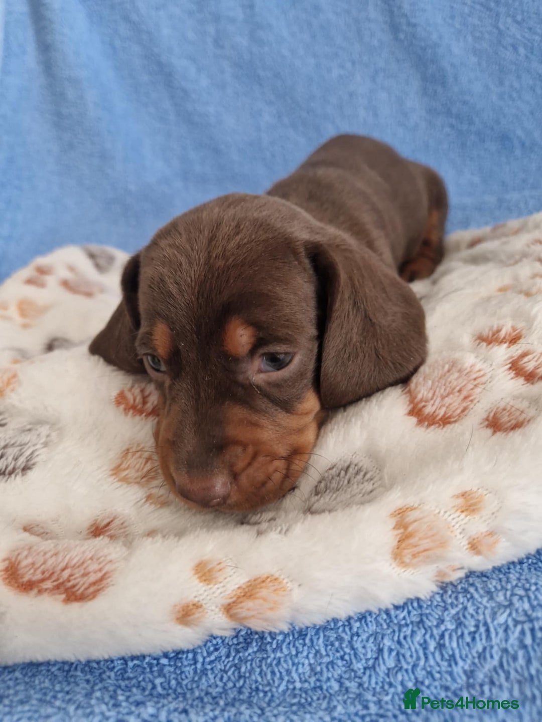 Dachshund dogs for sale: dachshund puppies  - Image 7