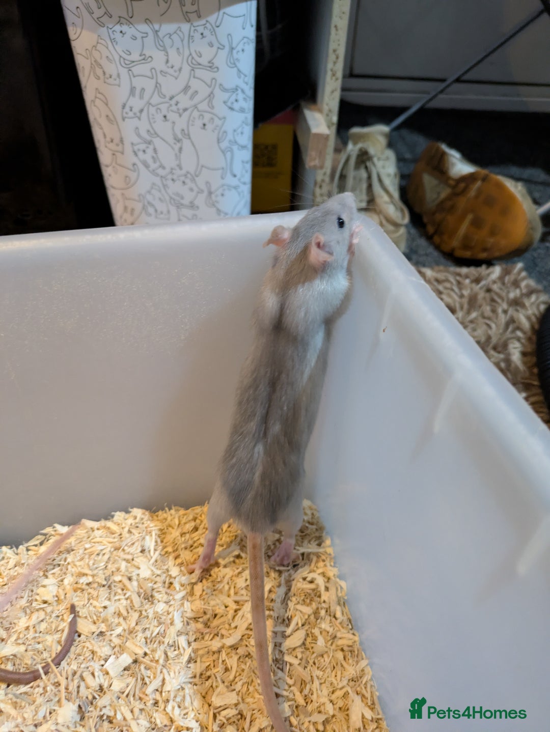 Rat rodents for sale: Rats for sale - Advert 5