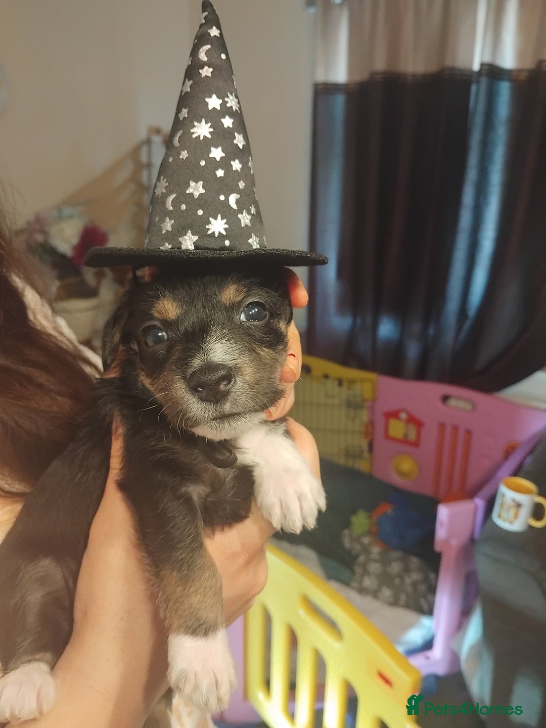 Mixed Breed dogs for sale: Stunning litter of 8 - Image 17