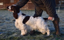 English Springer Spaniel dogs for sale: English springer spaniel puppies  - Advert 4