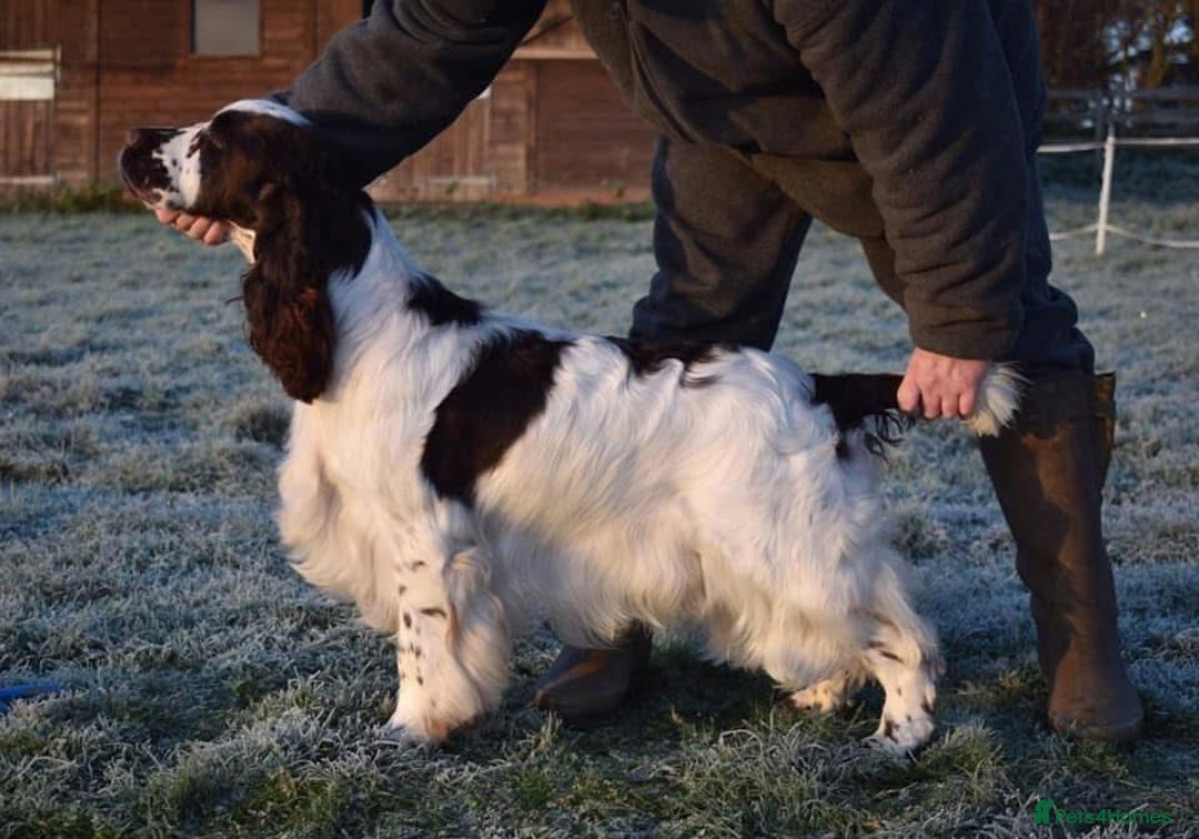 English Springer Spaniel dogs for sale: English springer spaniel puppies  - Advert 4