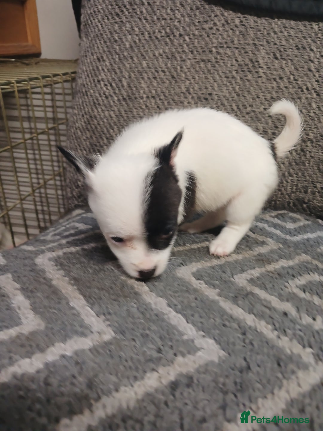 Mixed Breed dogs for sale: Pomeranian cross puppies ready now - Image 39