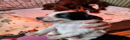 Cocker Spaniel dogs for sale: Beautiful working cocker spaniel puppies  - Advert 19