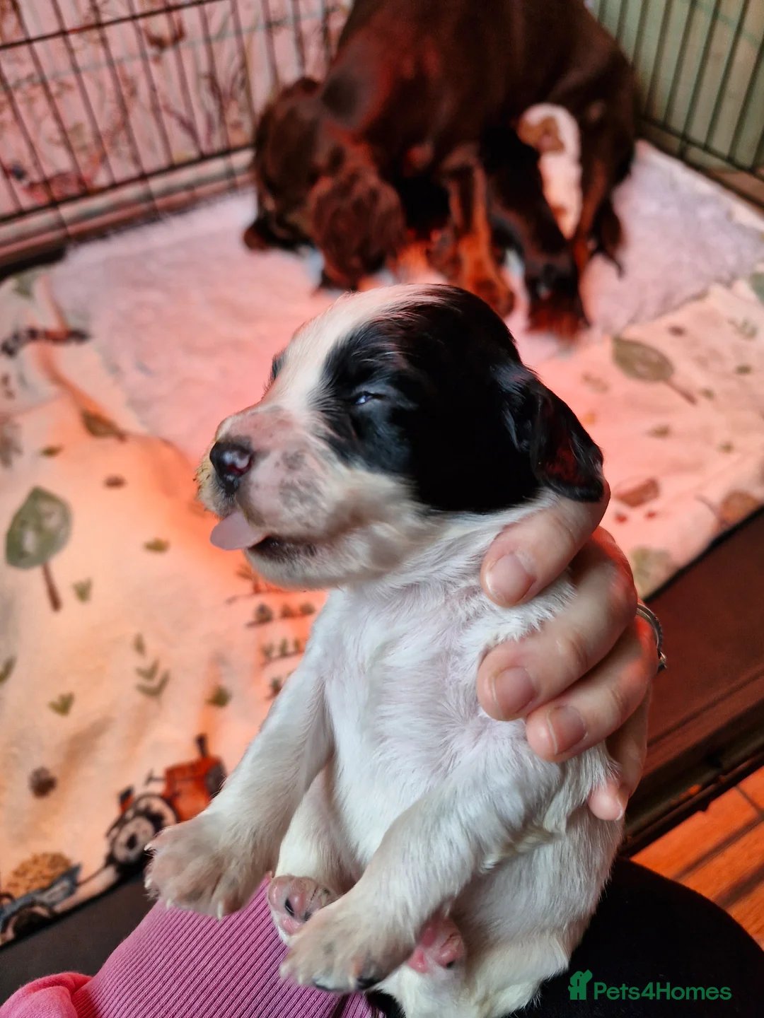Cocker Spaniel dogs for sale: Beautiful working cocker spaniel puppies  - Advert 19