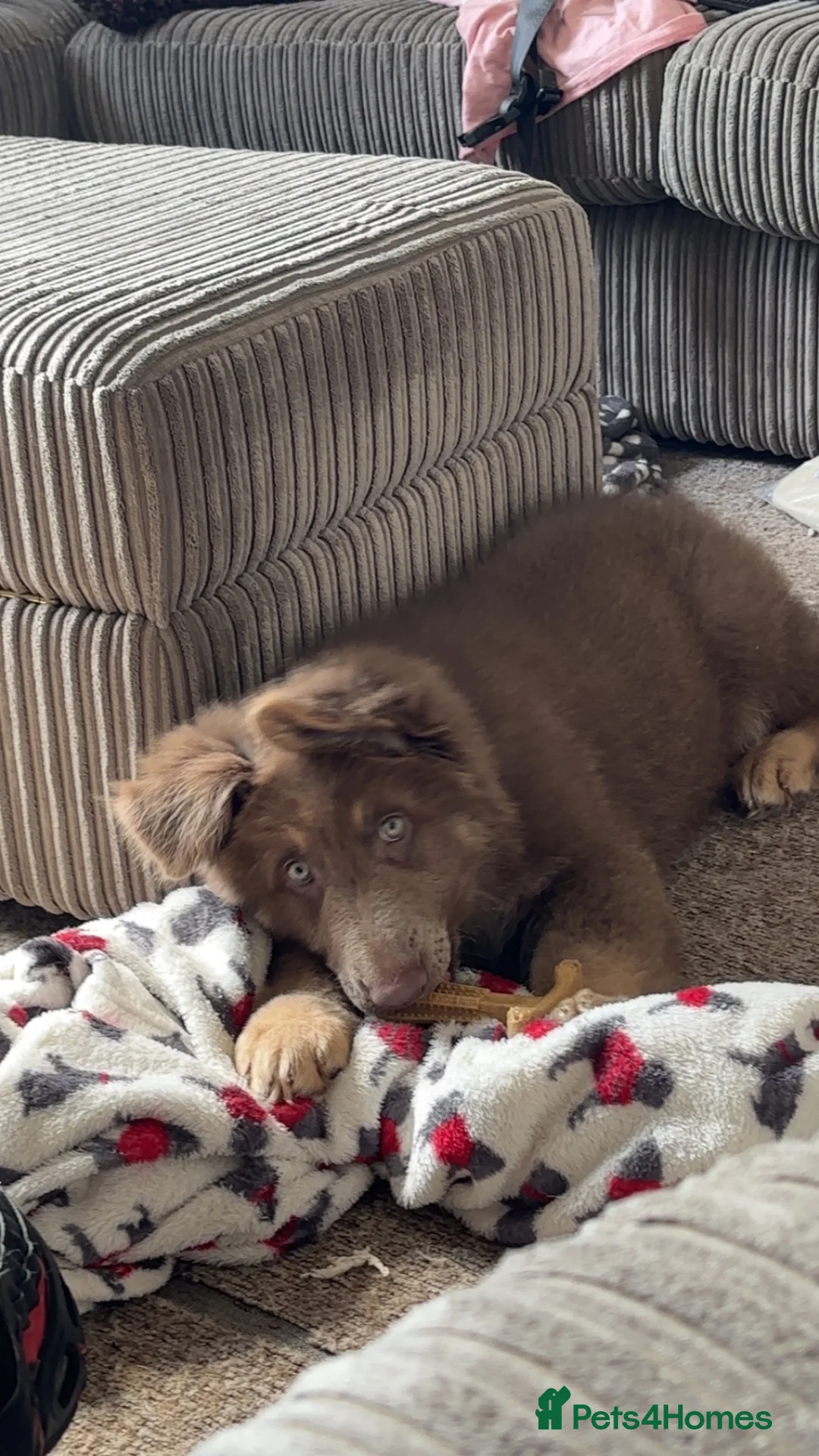 German Shepherd dogs for sale: 10 week old male shep - Advert 3