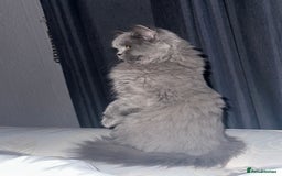 British Longhair cats for sale: British long hair female - Image 3