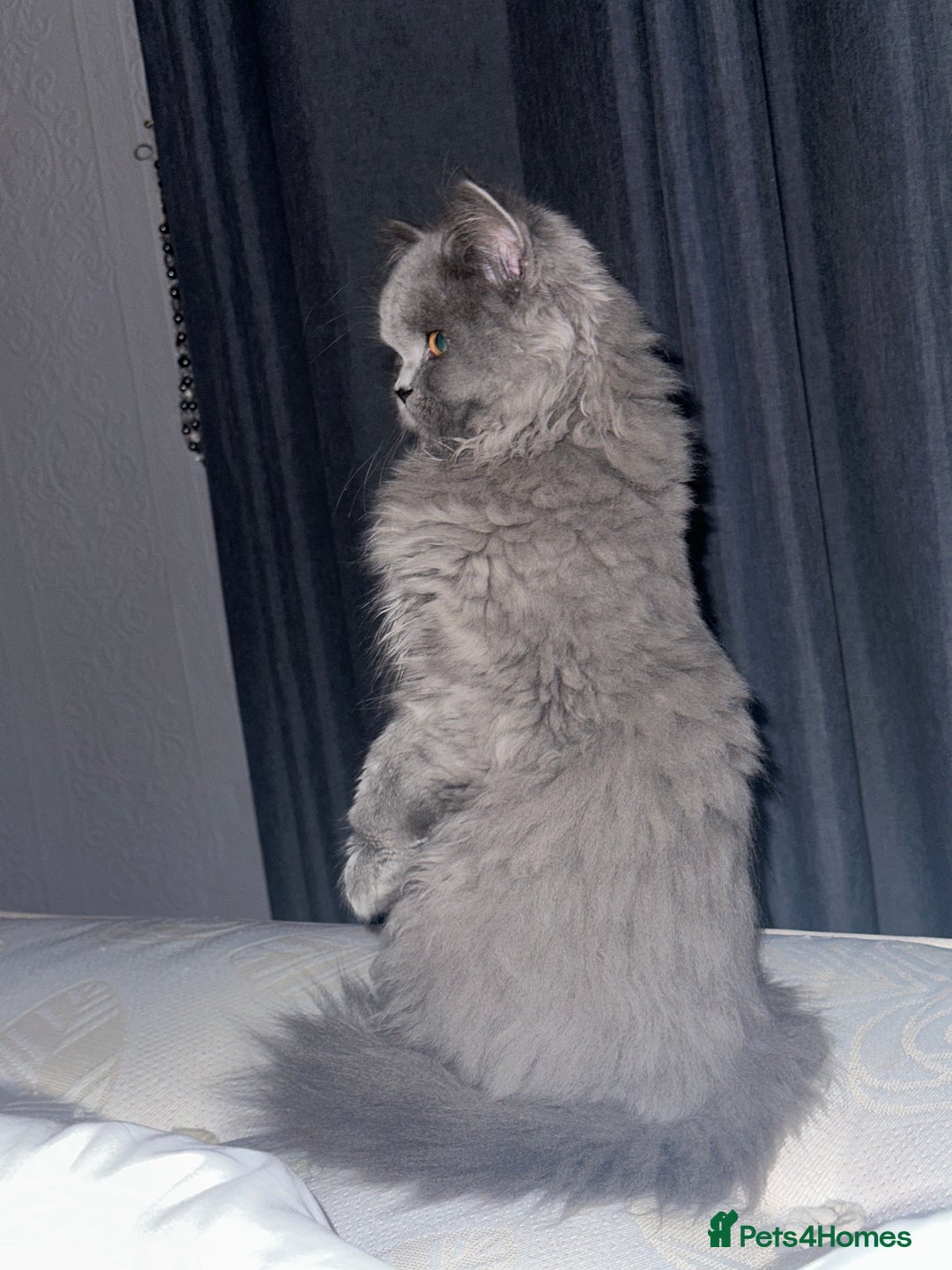 British Longhair cats for sale: British long hair female - Image 3