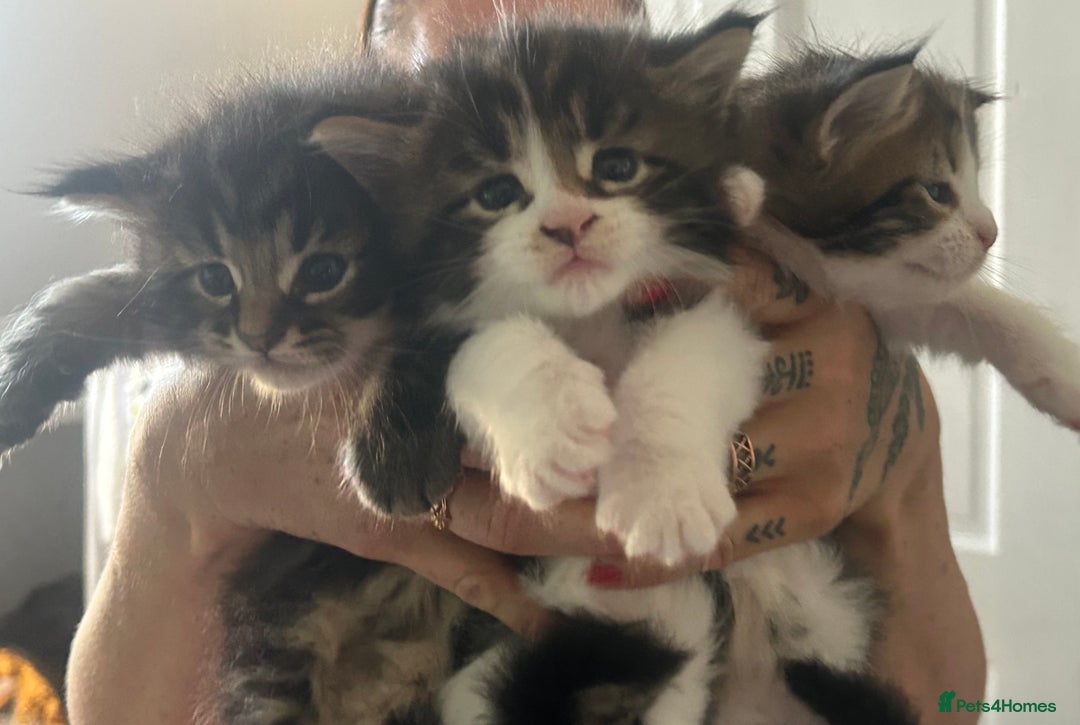 Maine Coon cats for sale: Pure bred Maine coon kittens. 4 males  - Image 6