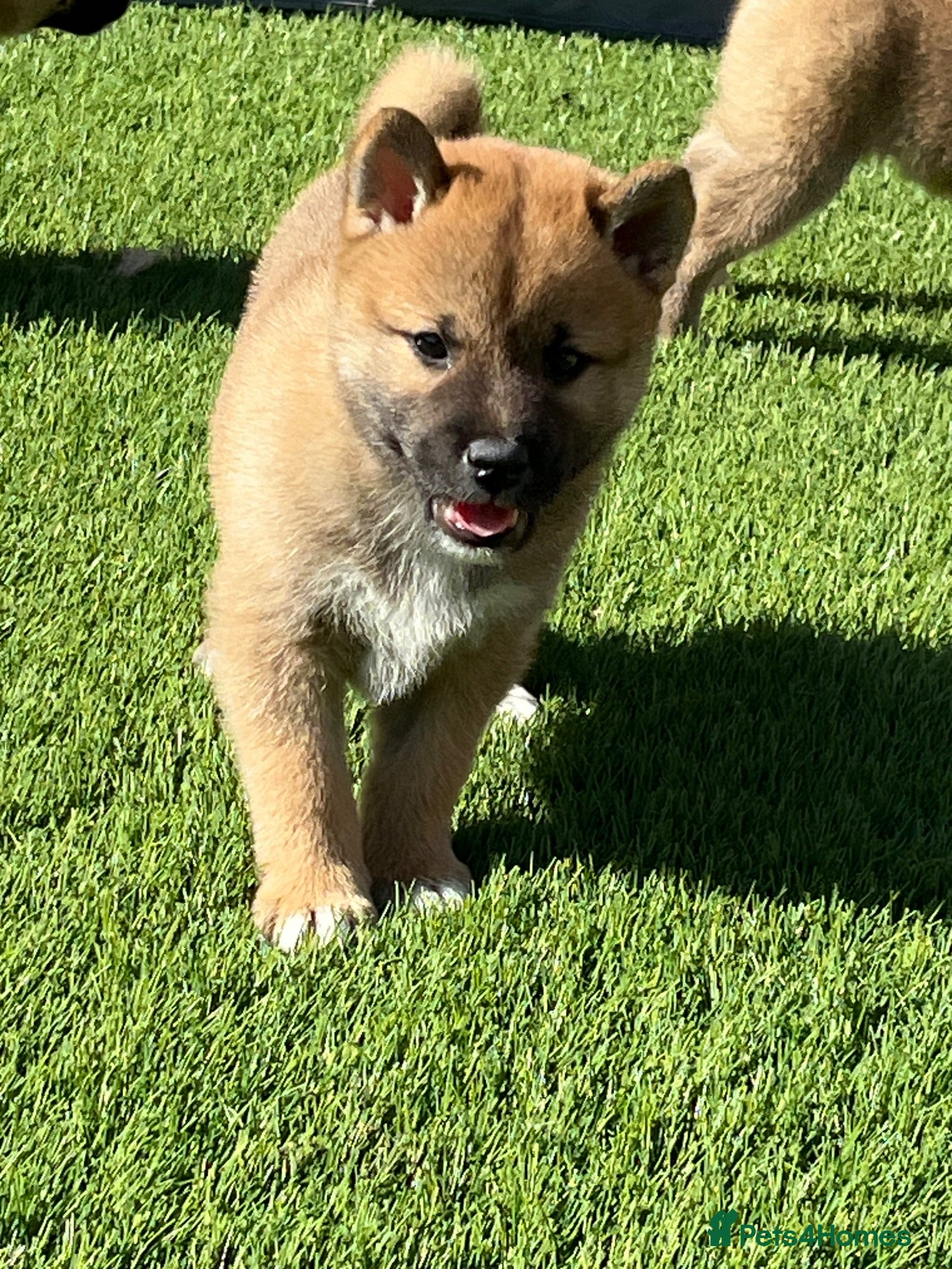 Japanese Shiba Inu dogs Beautiful Japanese shiba pups ready to leave - Advert 2