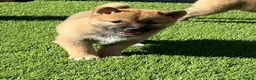Japanese Shiba Inu dogs for sale: Beautiful Japanese shiba pups.  - Advert 5