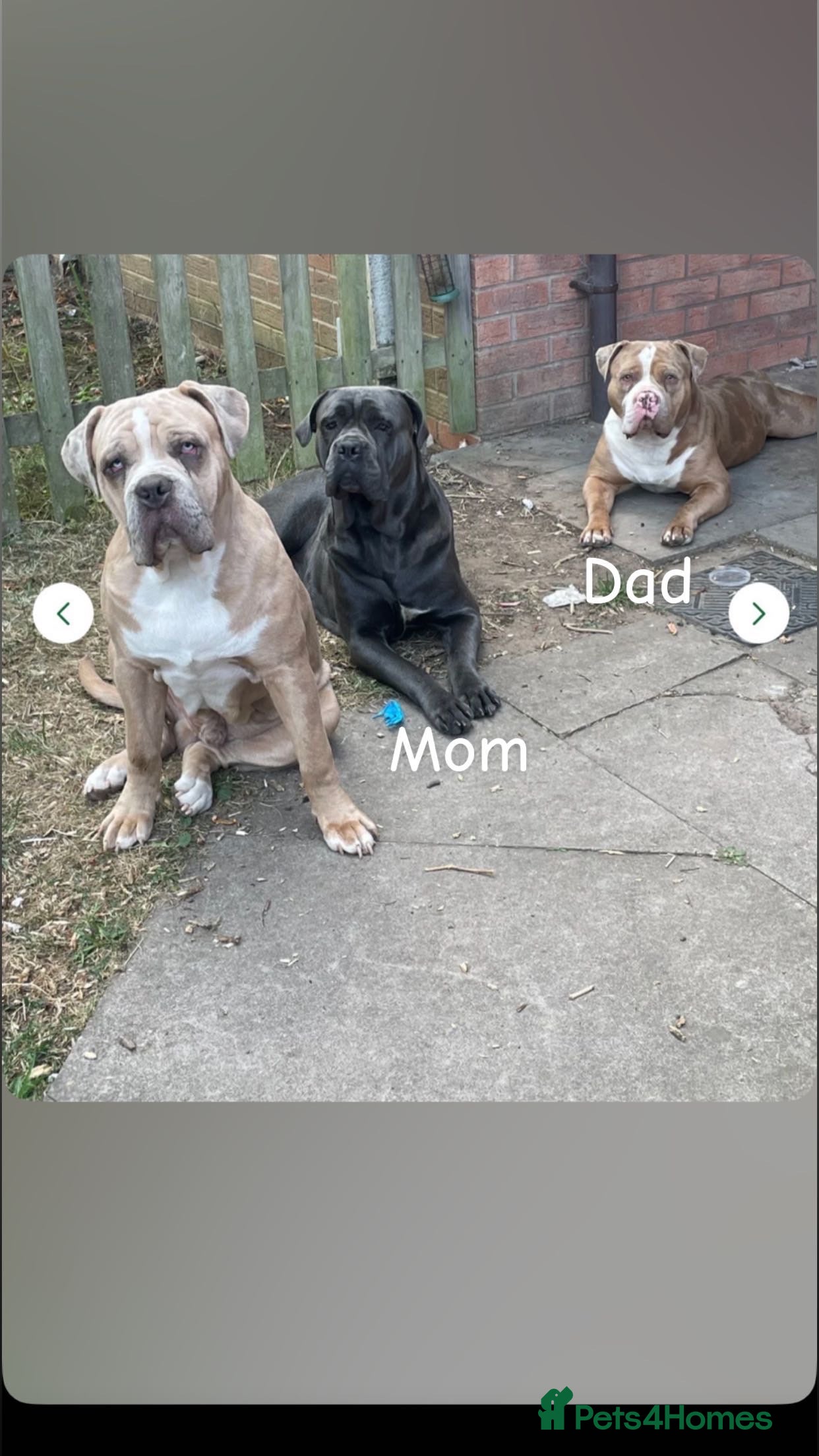 Mixed Breed dogs Koda for rehome  - Advert 14