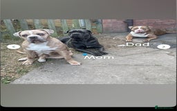 Mixed Breed dogs for sale: Koda for rehome  - Advert 1