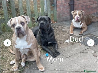 Mixed Breed dogs Koda for rehome - Advert 3