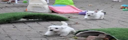 West Highland Terrier dogs for sale: West Highland terrier Puppies - Advert 18