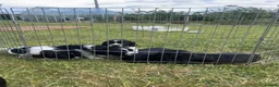 Springador dogs for sale: Springador Puppies - Advert 6