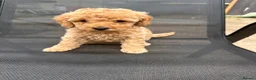 Toy Poodle dogs for sale: extensively health tested Stunning toy poodles  - Advert 2