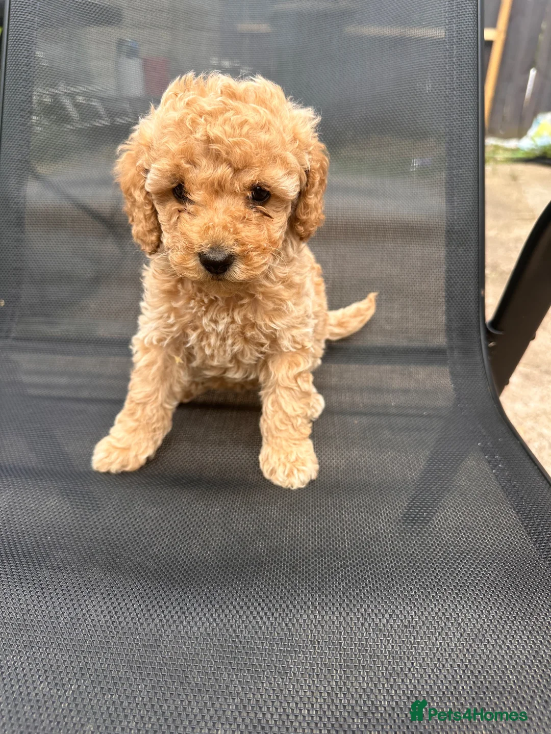 Toy Poodle dogs for sale: extensively health tested Stunning toy poodles  - Advert 2