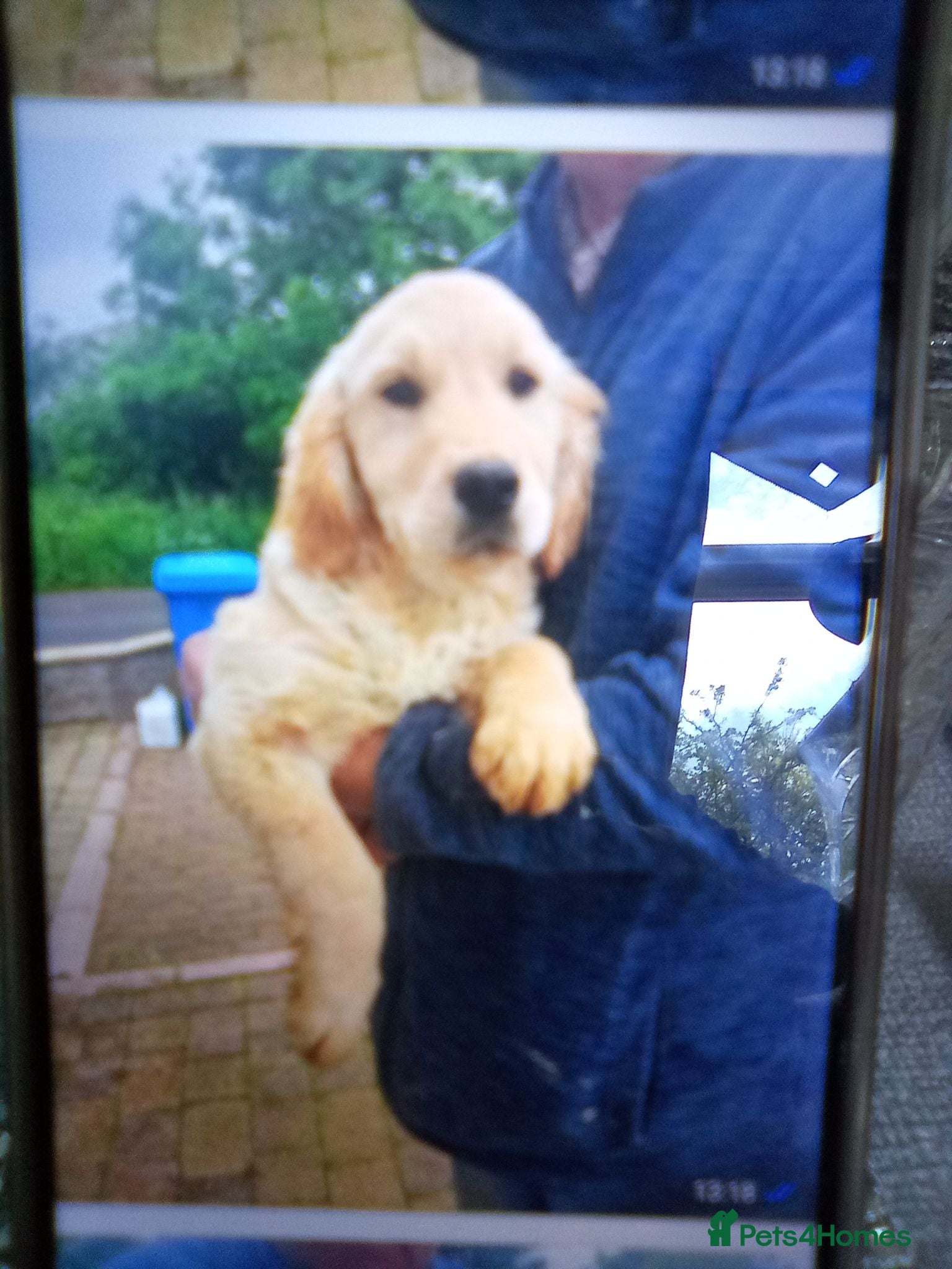 Golden Retriever dogs KC registered golden retriever girls  - Advert 1