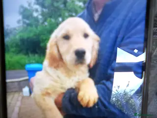 Golden Retriever dogs KC registered golden retriever girls - Advert 1