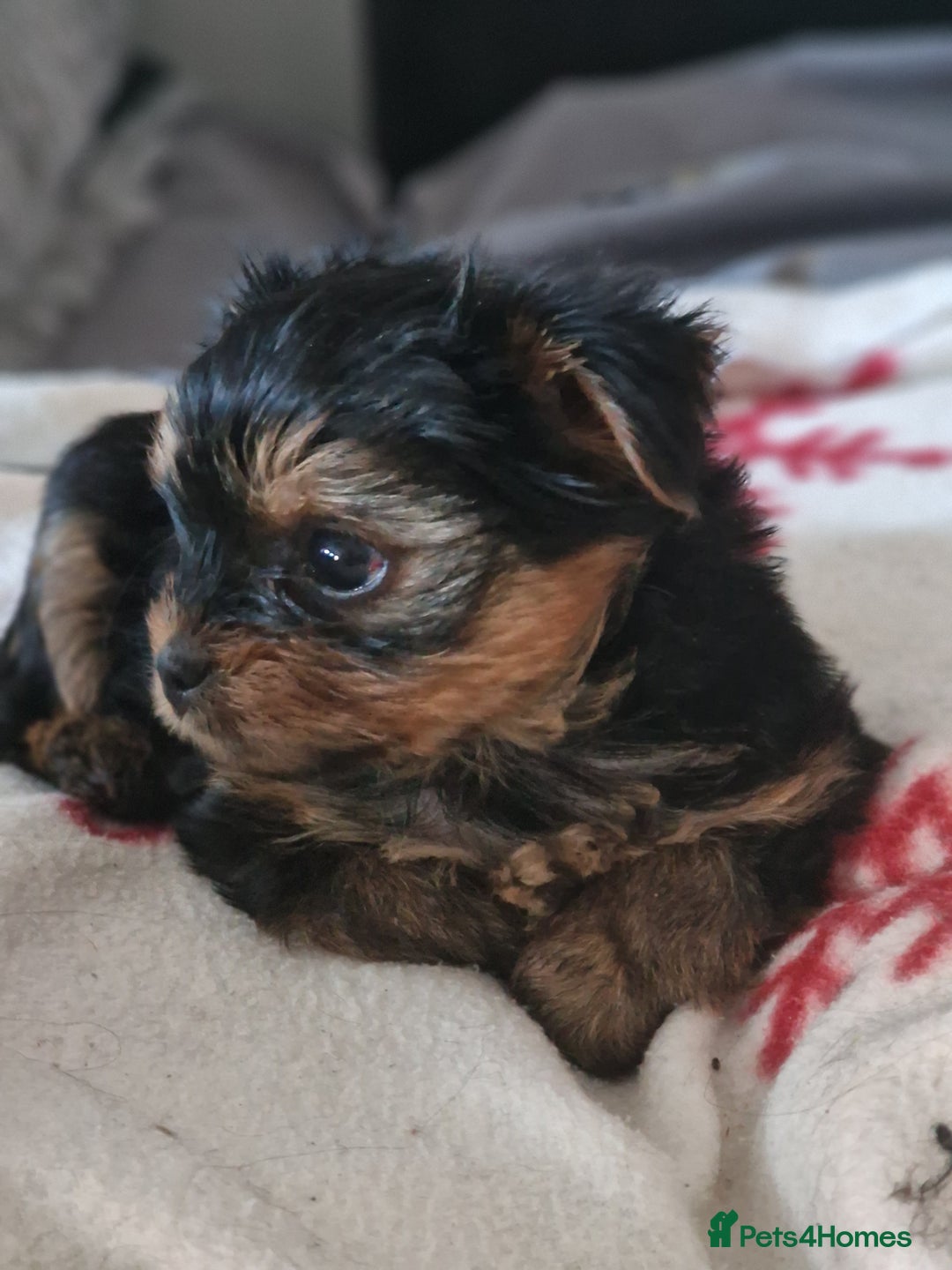 Yorkshire Terrier dogs for sale: Hello we got 2gorgeous puppies for sale - Advert 10