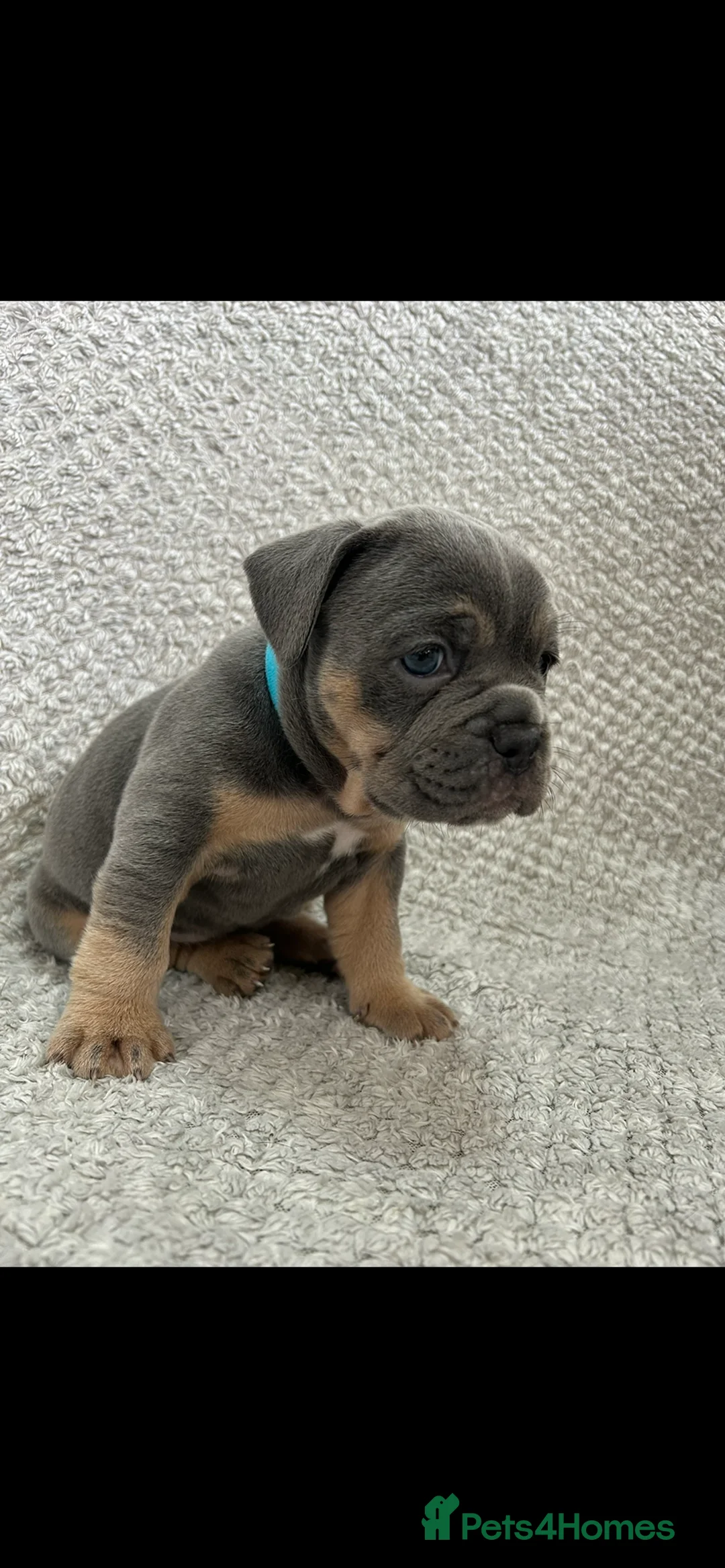 Olde English Bulldogge dogs for sale: OTEB puppies in Nottingham - Advert 2