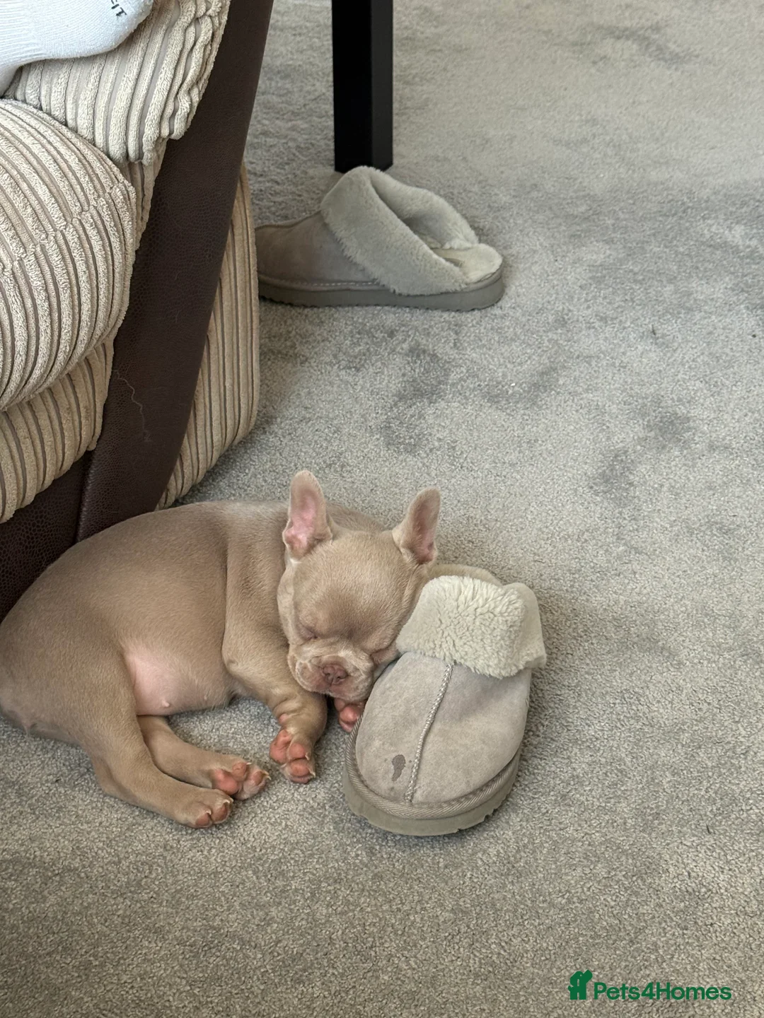 French Bulldog dogs for sale: KC registered French bulldog puppy - Advert 12