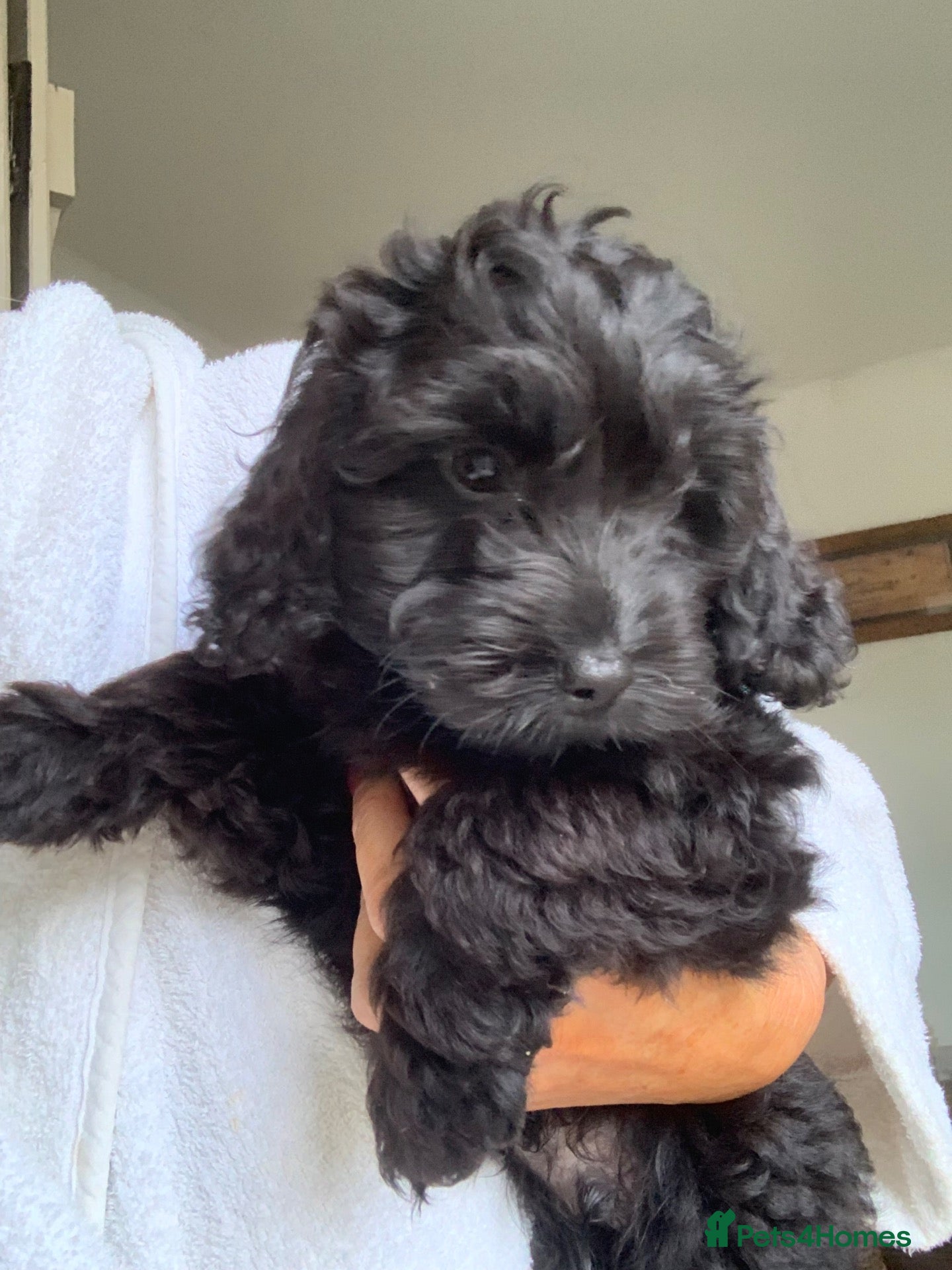 Cockapoo dogs F1 cockapoo curly black boy - Advert 2