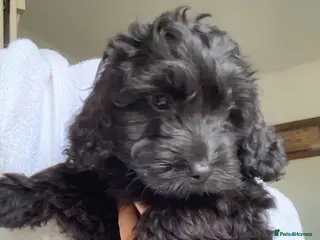 Cockapoo dogs F1 cockapoo curly black boy - Advert 4