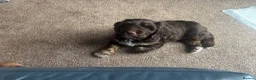 Mixed Breed dogs for sale: Rolo- puppy - Advert 5