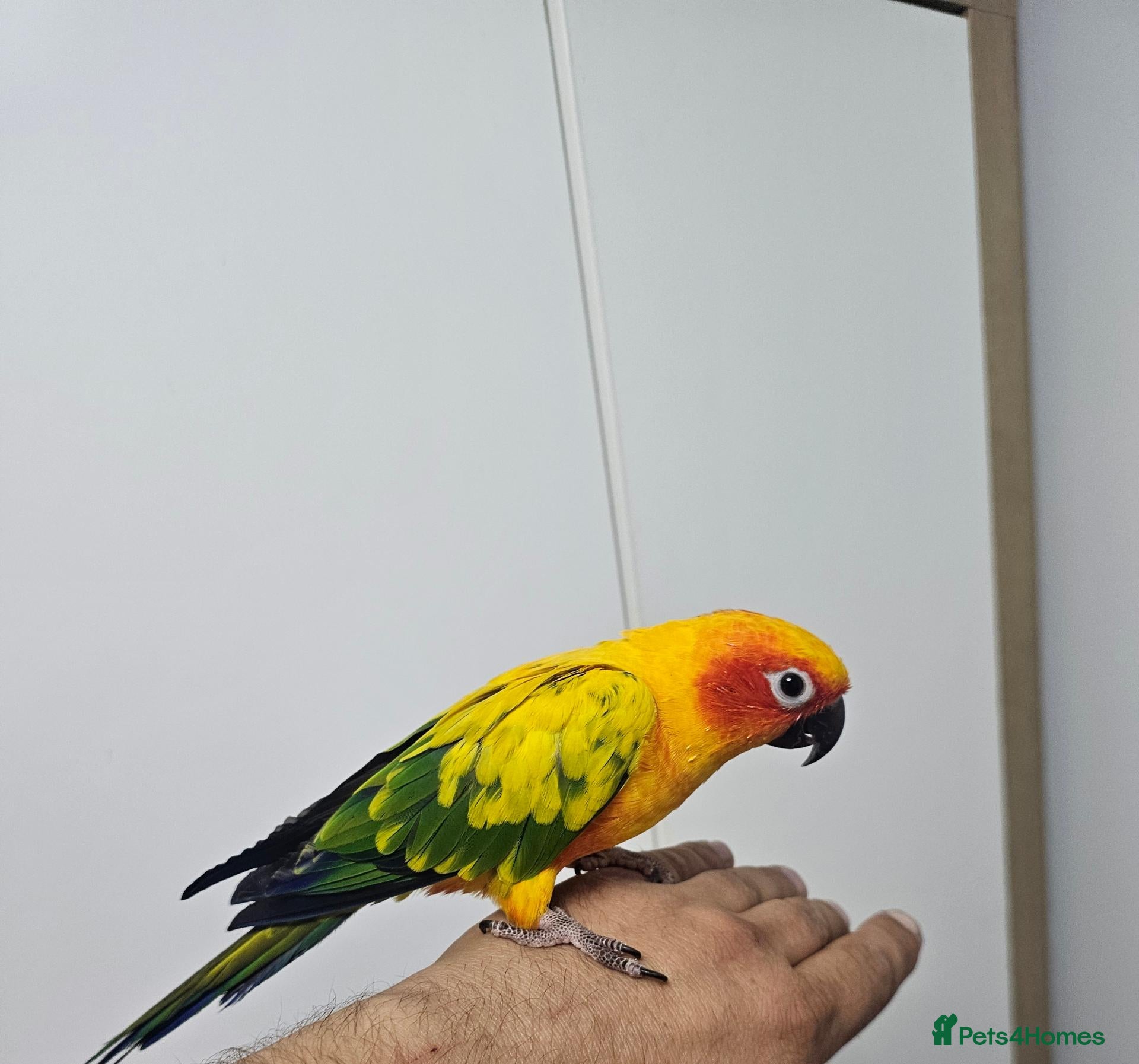 Conures birds Sun conure - Advert 1