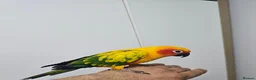Conures birds for sale: Sun conure - Advert 1