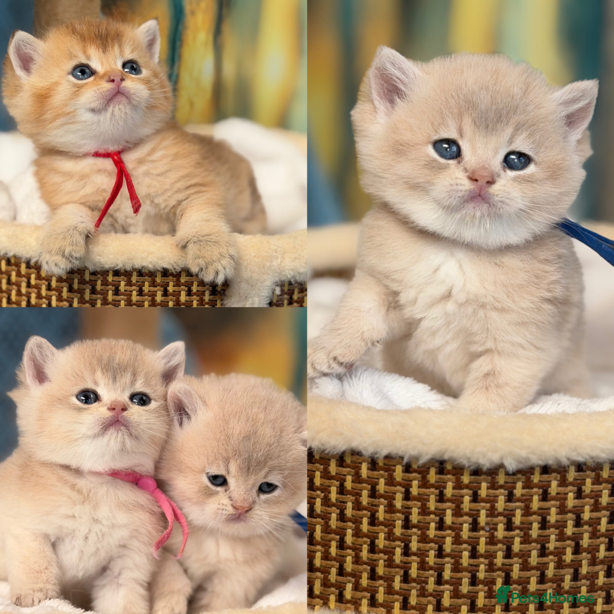 British Shorthair cats British sh Blue Golden kittens GCCF  - Advert 11