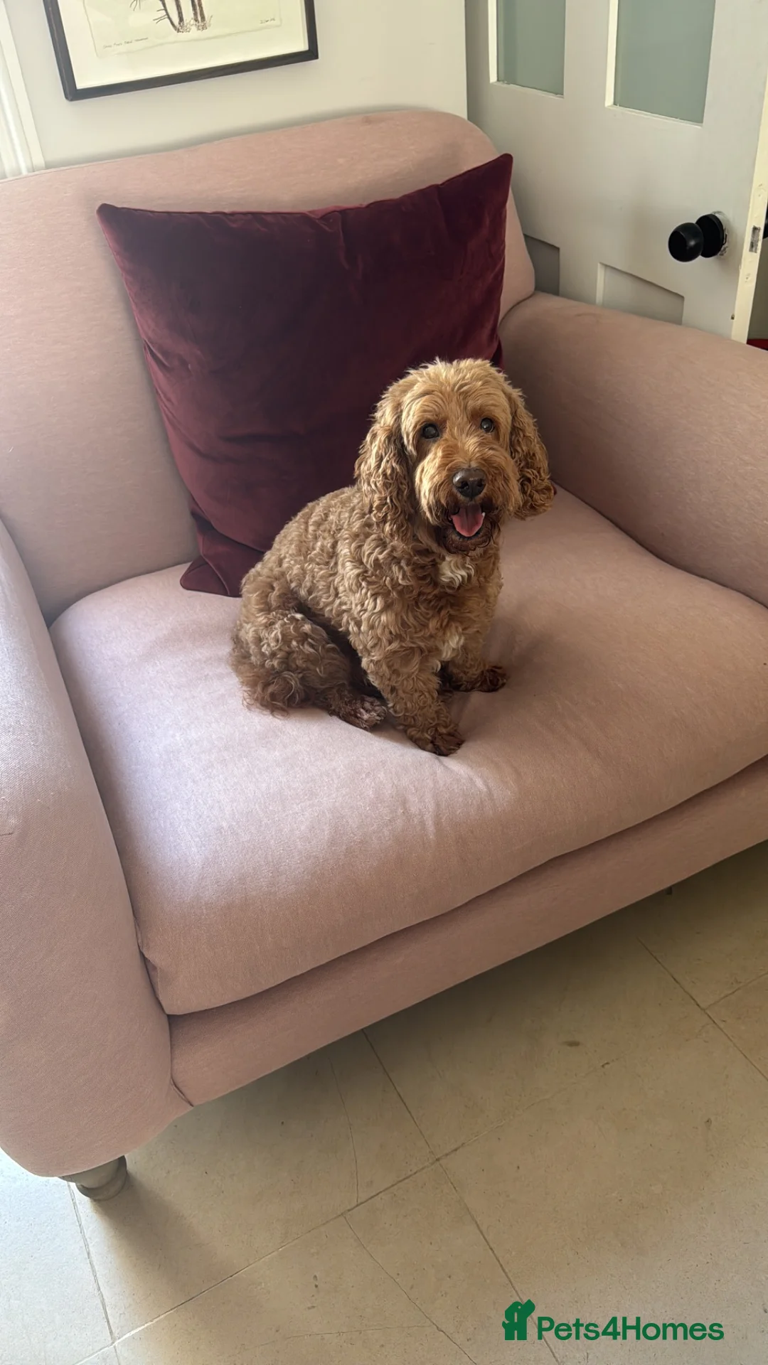 Cockapoo dogs for stud: Looking for cockapoo Female for my boy - Advert 2