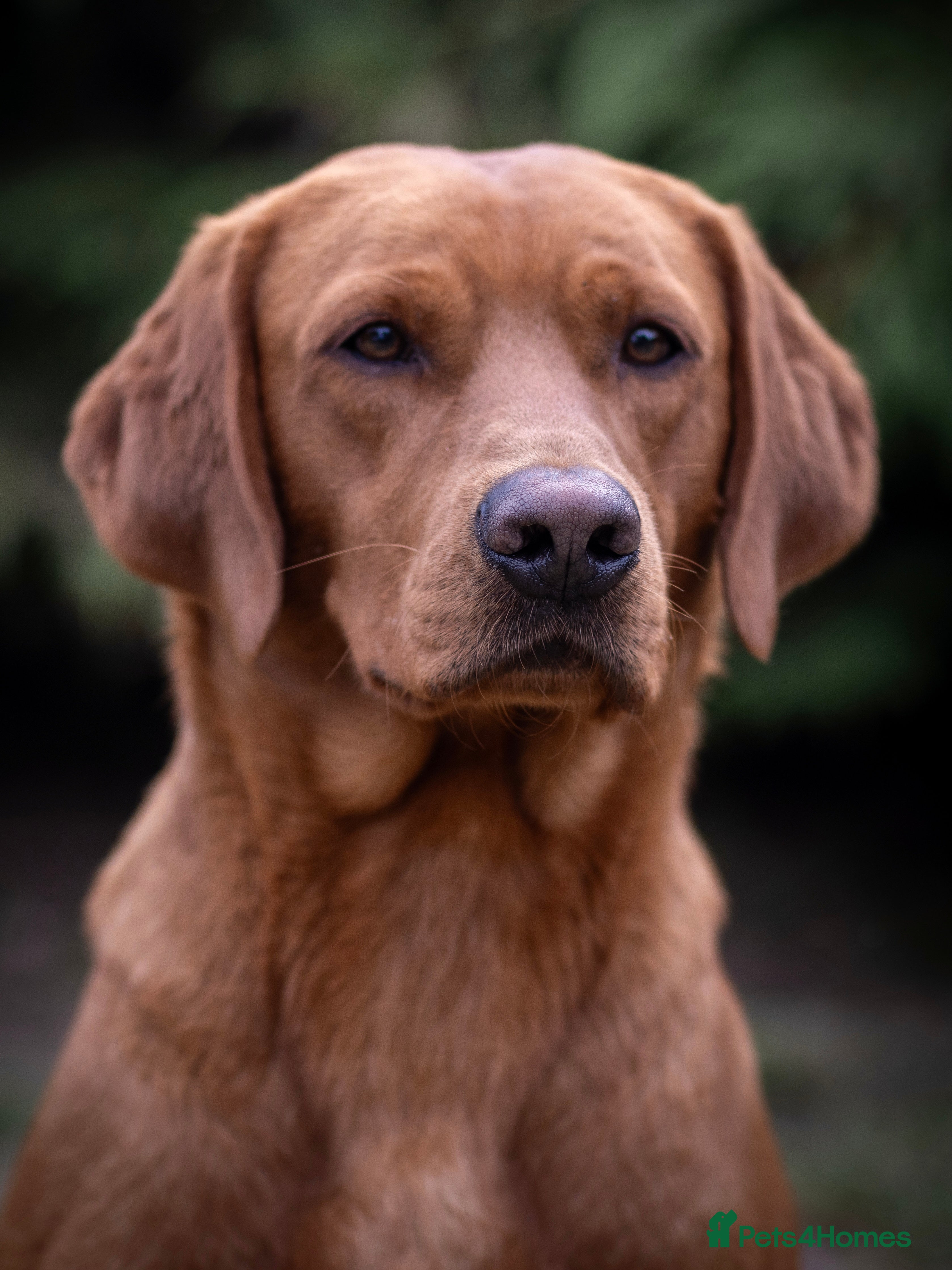 Labrador Retriever dogs Fox Red Labrador at Stud in Dunkeld - Advert 3