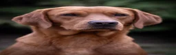 Labrador Retriever dogs for stud: Fox Red Labrador at Stud in Dunkeld - Advert 1