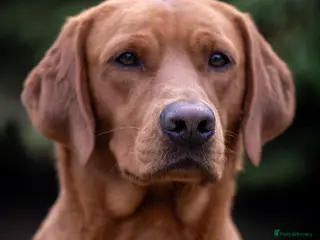 Labrador Retriever dogs Fox Red Labrador at Stud in Dunkeld - Advert 8