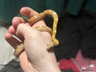 Corn Snake reptiles for sale - Advert 2