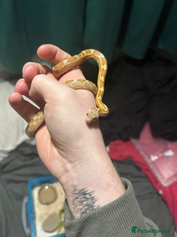 Corn Snake reptiles - Advert 1