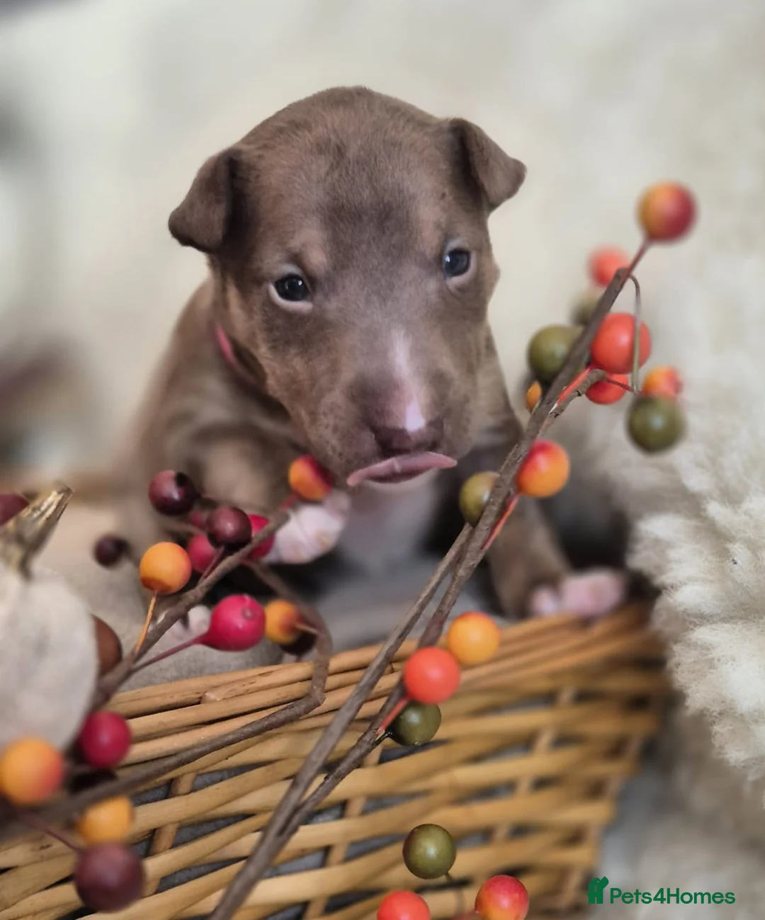 Miniature Bull terrier dogs for sale: REDUCED Exclusive Miniature Bull Terrier Pups  - Advert 12