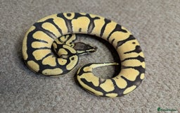 Python Snake reptiles for sale: 2025 Royal Python Hatchlings  - Image 4