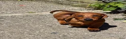 Dachshund dogs for sale: Miniature Dachshund - Advert 4