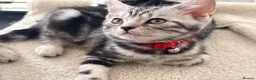 British Shorthair cats for sale: Outstanding GCCF Champion BSH Silver Tabby Kittens - Advert 3
