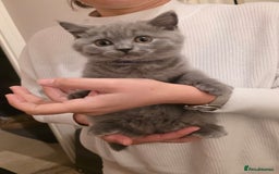 British Shorthair cats for sale: British Shorthair Blue lovely male ready to go - Image 28