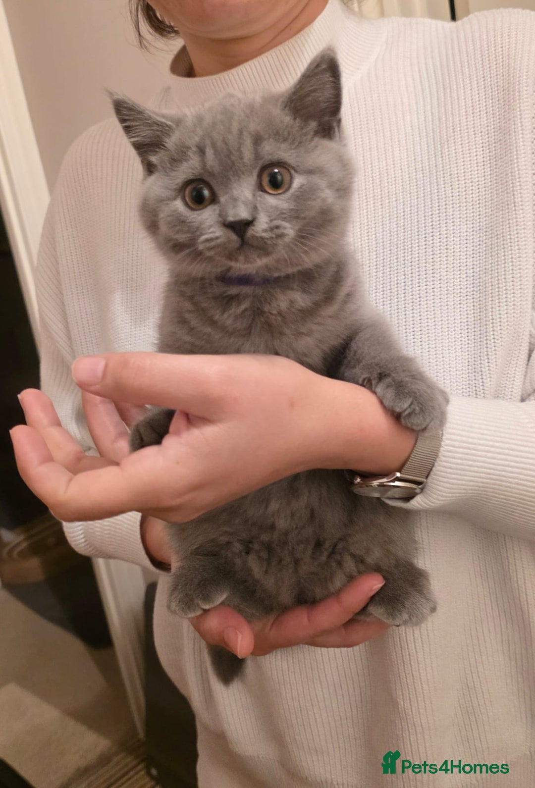 British Shorthair cats for sale: British Shorthair Blue lovely male ready to go - Image 28