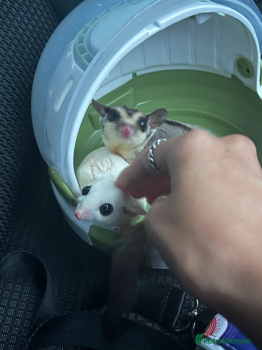 Sugar Glider rodents for sale: selling both sugar gliders  in West Drayton - Advert 2