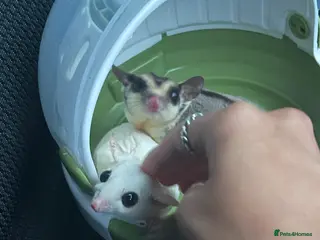 Sugar Glider rodents selling both sugar gliders - Advert 1